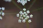 Stiff cowbane